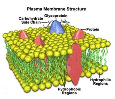 membrana