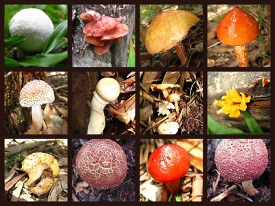 Reino-Fungi