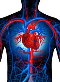 Sistema-Circulatorio