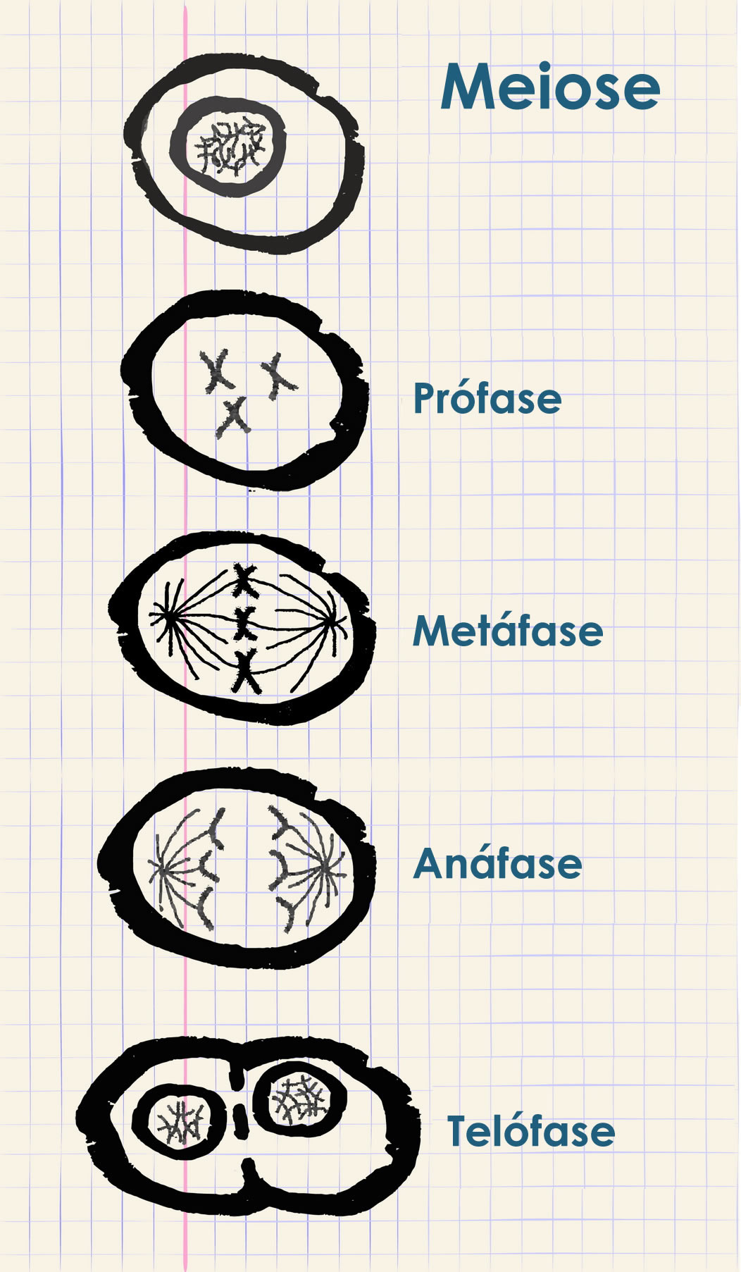 Ciclo celular: fases, divisão e controle