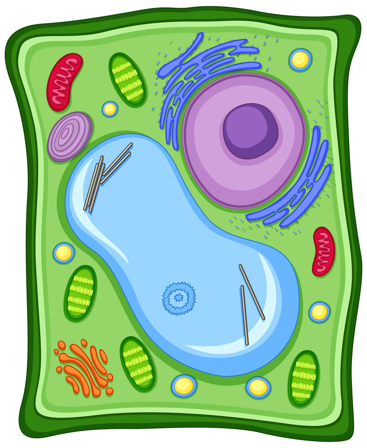 Qual A Estrutura Da Celula Vegetal Várias Estruturas 2584